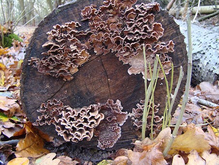 oak-crust